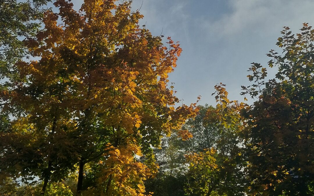 Plenerowe zajęcia fotograficzne „Barwy jesieni”