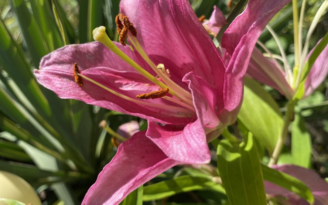 Plenerowe zajęcia fotograficzne