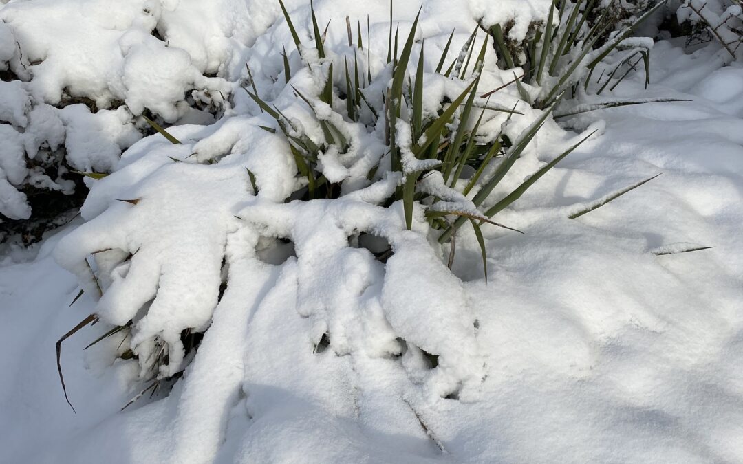 Plenerowe zajęcia fotograficzne klasy VI – „Zima w obiektywie”